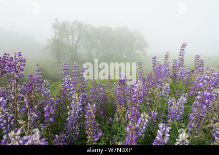 I lupini (Lupinus polyphyllus) e Oregon quercia bianca (Quercus garryana) di copertura di Bald Hills in Redwoods nazionale e del parco statale. In California. Maggio Foto Stock