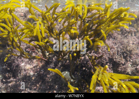 Alghe brune (Bifurcaria bifurcata), un'alga che ha mostrato alcune proprietà anticancro, crescendo in un rockpool bassa sulla riva a fianco Coralweed (Corallina officinalis), Wembury, Devon, Regno Unito, Agosto. Foto Stock