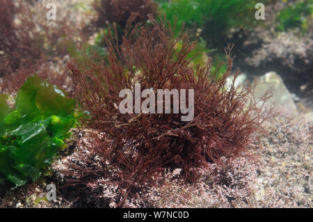 Rosso (hornweed Ceramium virgatum) cresce in una rockpool bassa sulla riva a fianco Coralweed (Corallina officinalis) e lattuga di mare (Ulva lactuca), Wembury, Devon, Regno Unito, Agosto. Foto Stock