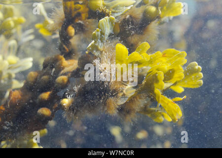 Ciuffi di epiphytic filamentosi alga bruna (Elachista fucicola) cresce sulle fronde di vescica wrack (Fucus vesiculosus) sostenuta fino a metà di marea, vicino a Colchester, Regno Unito, Agosto. Foto Stock