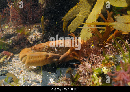 Montagu / solcato granchio (Lophozozymus incisus / Xantho hydrophilus) in rockpool, vicino a Colchester, Regno Unito, Agosto. Foto Stock