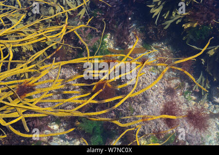 Epiphytic alga rossa (Ceramium sp.) ciuffi crescente sui suggerimenti di Thongweed (Himanthalia elongata) fronde appena sotto bassa estrema acqua su una molla di marea, a fianco di grumi di wrack dentata (Fucus serratus) vicino a Colchester, Regno Unito. Foto Stock