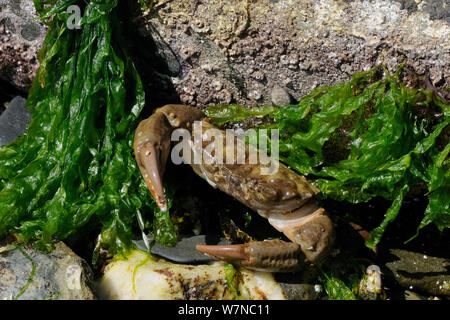 Montagu / solcato granchio (Lophozozymus incisus / Xantho hydrophilus) da alghe verdi, vicino a Colchester, Regno Unito, Agosto. Foto Stock