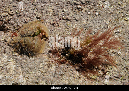 Ampio artigliato granchio porcellana (Porcellana platycheles) ben mimetizzati tra alghe rosse in un rockpool, vicino a Colchester, Regno Unito, Agosto. Foto Stock