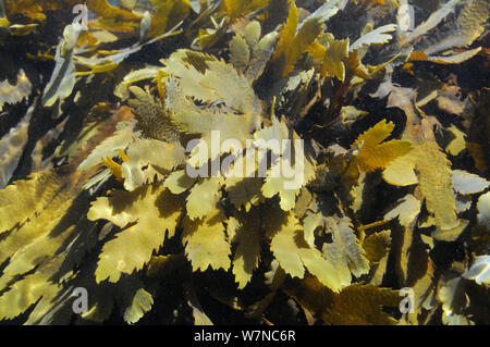 / Dentata wrack dentellata (Fucus serratus) sommerso a metà di marea, vicino a Colchester, Regno Unito, Agosto. Foto Stock