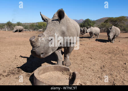 Dehorned rinoceronte bianco (Ceratotherium simum) all'alimentatore, Mauricedale gioco ranch, Mpumalanga, Sud Africa, Giugno 2012 Foto Stock