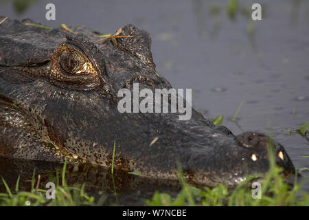 Caimano Yacare (yacare Caimano). Esteros del Ibera, Corrientes, Argentina. Ottobre Foto Stock