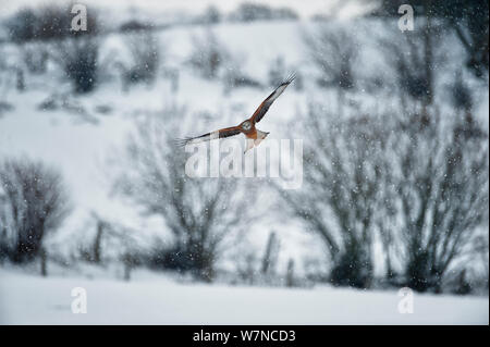 Nibbio reale (Milvus milvus) in volo sopra il paesaggio innevato, Rhayader, Galles, Dicembre. Foto Stock