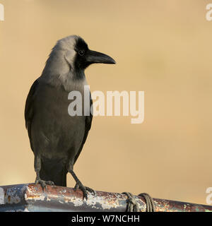 Casa crow (Corvus splendens) ritratto, Varanasi, India, Febbraio Foto Stock