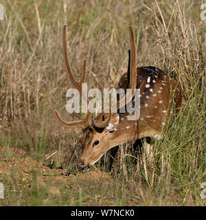 Chital cervi (asse asse) maschio in velluto, giornate di pascolo su erba, Bandhavgarh National Park, Madhya Pradesh, India Foto Stock