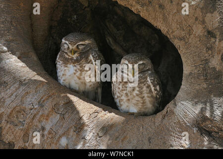 Avvistato owlets (Athene brama) due seduta nella struttura Nido, Parco Nazionale di Kanha, Madhya Pradesh, India, Marzo Foto Stock