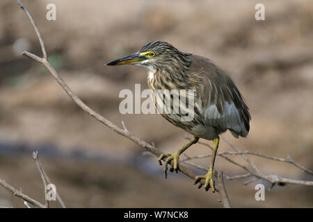 Pond heron (Ardeola grayii) Ranthambhore National Park, Rajasthan, India, Marzo Foto Stock