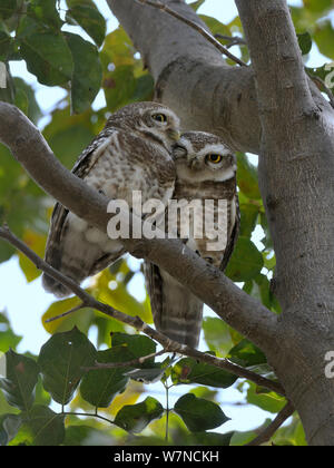 Avvistato owlets (Athene brama) due rannicchiato nella struttura ad albero, Keoladeo Ghana National Park, Bharatpur Rajasthan, India, Marzo Foto Stock