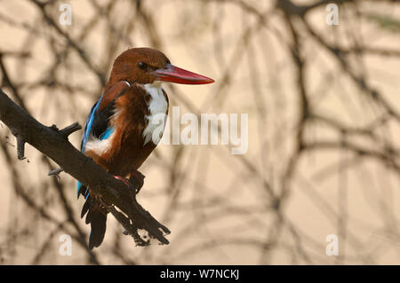 Petto bianco kingfisher (Halcyon smymensis) Keoladeo Ghana National Park, Bharatpur Rajasthan, India, Marzo Foto Stock