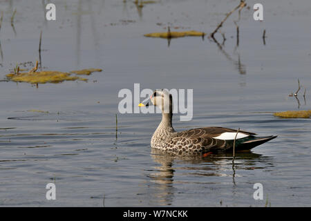 Spotbill anatra (Anas poeciloryncha) sull'acqua, Keoladeo Ghana National Park, Bharatpur Rajasthan, India, Marzo Foto Stock