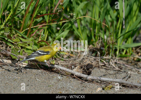 American cardellino (Carduelis tristis) Pointe Pelée, Ontario, Canada, può Foto Stock