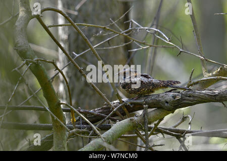 Frusta orientale poveri saranno (Antrostromus vociferus) Pointe pelée, Ontario, Canada Foto Stock