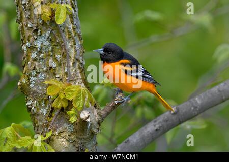 Il nord / Baltimora rigogolo (Icterus galbula) maschio, Pointe Pelée, Ontario, Canada, può Foto Stock