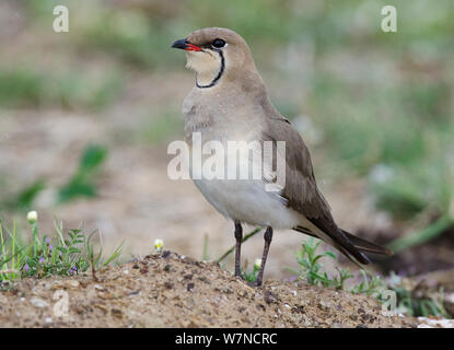 Pernice di mare (Glareola pratincola) in piedi su un terreno sollevato mound, cercando un compagno, Guerreiro, Castro Verde, Alentejo, Portogallo, Aprile Foto Stock