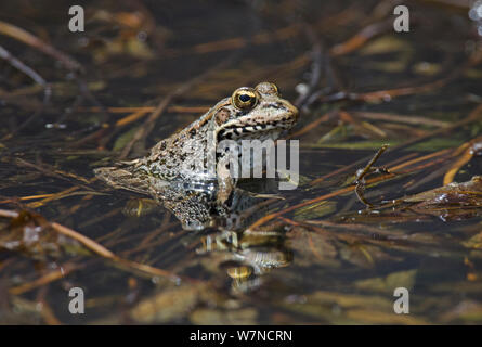 Rana di palude (Rana ridibunda) negli allevamenti di stagno, Guerreiro, Castro Verde, Alentejo, Portogallo, può Foto Stock