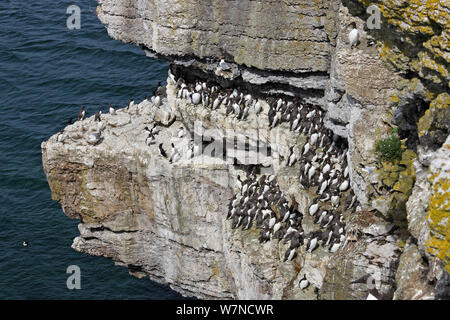 Guillemots comune (Uria aalge) imballate insieme sulla scogliera, isola dei puffini, North Wales UK Giugno Foto Stock