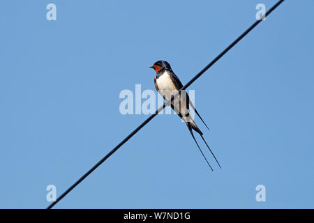 Barn Swallow (Hirundo rustica) appollaiato sul filo Wirral Merseyside Regno Unito può Foto Stock