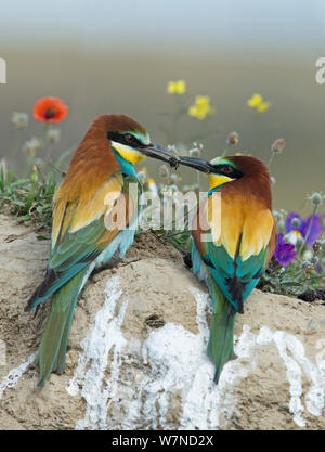 Unione Gruccione (Merops apiaster) corteggiare una femmina offrendole un'ape, davanti a fiori. Alentejo, Portogallo, Aprile. Foto Stock