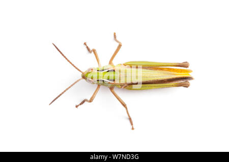 Comune Cavalletta verde (Omocestus viridulus) Parco Nazionale di Peak District, Derbyshire, Regno Unito. Giugno. Foto Stock