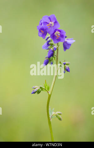 La scala di Giacobbe (Polemonium caeruleum) in fiore, Lathkill Dale NNR, Parco Nazionale di Peak District, UK. Giugno. Foto Stock