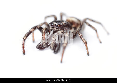 Zebra spider (Salticus scenicus) maschio, mostrando occhi enormi tipiche del jumping spider (Famiglia Salticidae). Il maschio è molto più grande di chelicerae rispetto alle donne. Fotografato su uno sfondo bianco. Parco Nazionale di Peak District, Derbyshire, Regno Unito. Aprile. Foto Stock