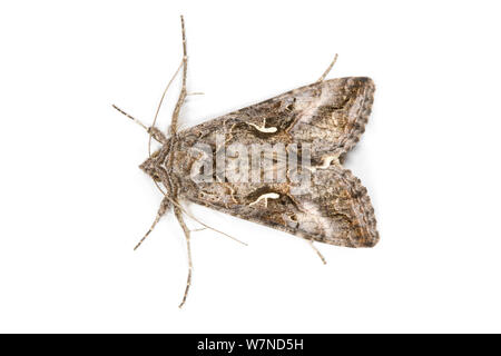 Argento falena Y (Autographa / Plusia gamma) REGNO UNITO Foto Stock