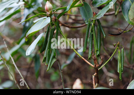 Rhododendron (Rhododendron sp.) foglie che presentano sintomi di improvvisa morte di quercia (Phytophthora kernoviae) un fungo-come agente patogeno. Foto Stock