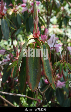 Rhododendron (Rhododendron sp.) i picchi di fiori che mostrano sintomi di improvvisa morte di quercia (Phytophthora kernoviae), un fungo-come agente patogeno. Foto Stock