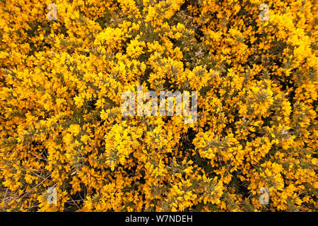 Gorse (Ulex Europaeus) fioritura in primavera, Aberdeenshire costa, Scozia, Regno Unito Aprile Foto Stock