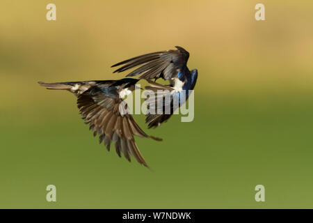 Tree rondini (Tachycineta bicolore) due eseguire una danza aerea come cambiano la protezione sul loro nido, Aurora, Colorado, Stati Uniti d'America Giugno Foto Stock