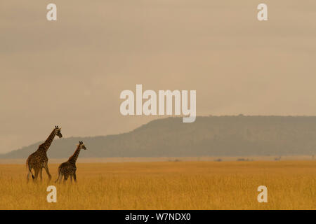 Masai giraffe (Giraffa camelopardalis) e il suo giovane sulla savana paesaggio all'alba, Serengeti National Park, Tanzania Foto Stock