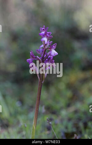Orchidea siriano (Anacamptis morio syriaca) Cipro Foto Stock