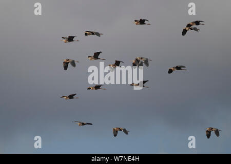 Airone rosso (Ardea purpurea) gregge in volo, Cipro, Marzo Foto Stock