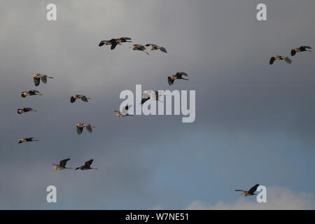 Airone rosso (Ardea purpurea) gregge in volo, Cipro, Marzo Foto Stock