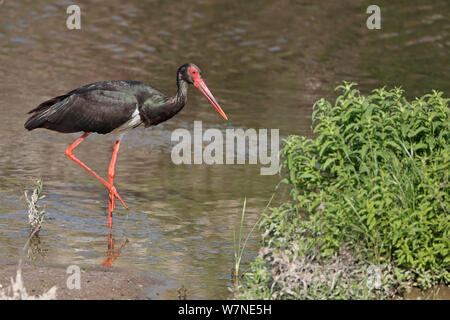 Cicogna Nera (Ciconia nigra) guadare in acqua, Lesbo Grecia, Aprile Foto Stock