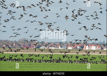 Gregge di Dark-panciuto brent oche (Branta bernicla) in volo sopra il campo dei seminativi sulle zone umide e lo sbarco, Wallasea Island RSPB riserva, con Burnham on Crouch in background, Essex, Regno Unito, febbraio 2011. 2020Vision Book piastra. Foto Stock