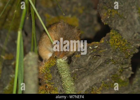 Harvest mouse (Micromys minutus) alimentazione, captive Foto Stock