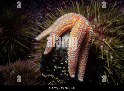 Mare del Nord a stella (Asterias vulgaris) apre una cozza. Gloucester, ma la Nuova Inghilterra - Nord Oceano Atlantico. Foto Stock