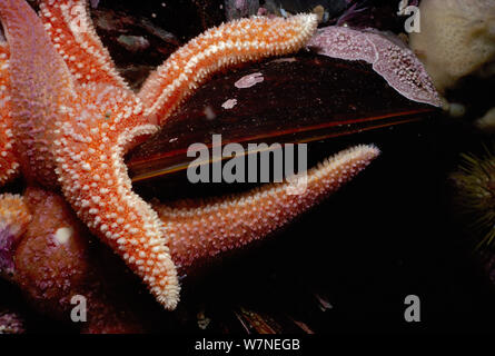 Mare del Nord Stelle (Asterias vulgaris) alimentazione su nero Clam (Arctica islandica), Gloucester, New England (USA) - Nord Oceano Atlantico. Foto Stock