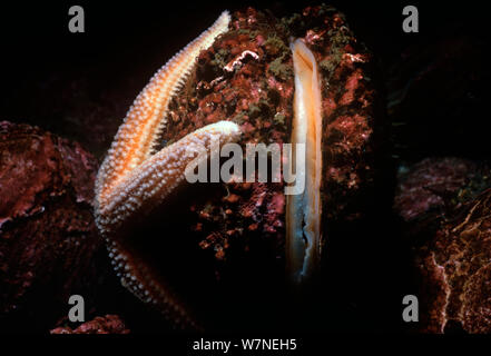 Mare del Nord a stella (Asterias vulgaris) apertura di un cozze. Gloucester, ma New England USA- Nord Oceano Atlantico. Foto Stock