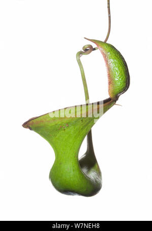 Pianta brocca (Nepenthes lowii), superiore bricco, Mount Kinabalu, Borneo Malaysia meetyourneighbors.net progetto Foto Stock