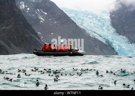 Zodiac barca con i turisti a Elephant Island. Zattera di Cape procellarie, (Daption capense) sulla superficie, a sud le isole Shetland, Penisola Antartica, Antartide. Febbraio. Foto Stock