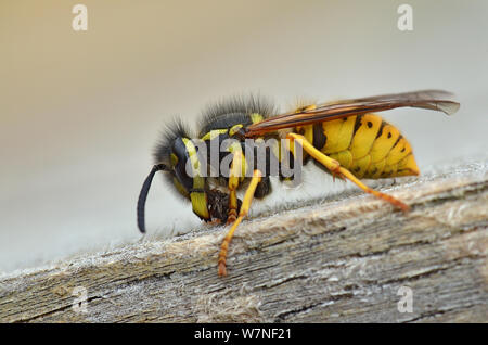 Il tedesco wasp (Vespula germanica) la raccolta di legno per fare pasta per la nidificazione, Hertfordshire, Inghilterra, Regno Unito, Agosto Foto Stock