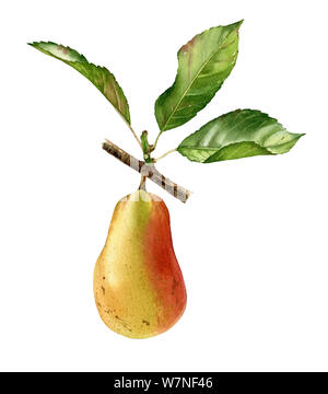 Realistico acquerello botanico illustrazione pear tree ramo con tutta la frutta e foglie. mature juicy clipart isolato dipinte a mano, freschi cibi esotici Foto Stock