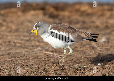 White Crowned wattled plover / pavoncella (Vanellus albiceps), Kruger National Park, Sud Africa, Giugno Foto Stock